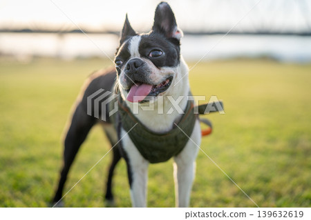 Boston Terrier Boston Terrier 139632619