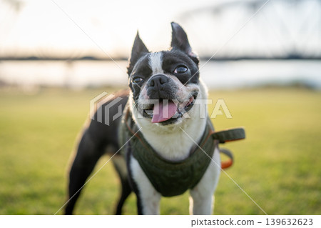 Boston Terrier Boston Terrier 139632623