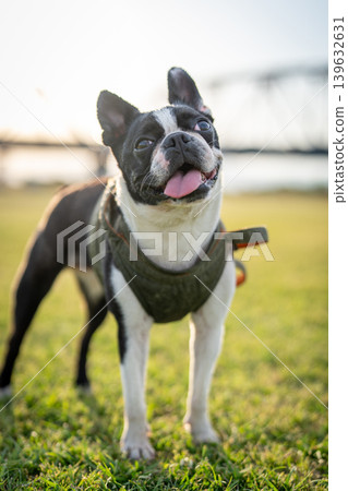 Boston Terrier Boston Terrier 139632631
