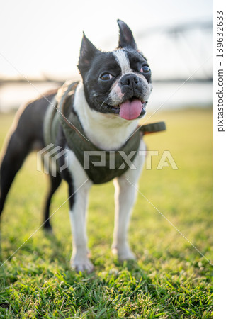 Boston Terrier Boston Terrier 139632633