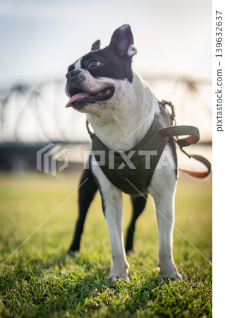 Boston Terrier 139632637