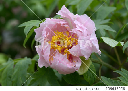 Aurora Peony Aurora Peony 139632658