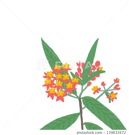 Orange blossoms - Asclepias Orange blossoms - Asclepias 139632672