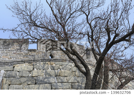 A blooming spring tree next to the Great Wall of China in the mountains in Mutianyu district, China 139632706