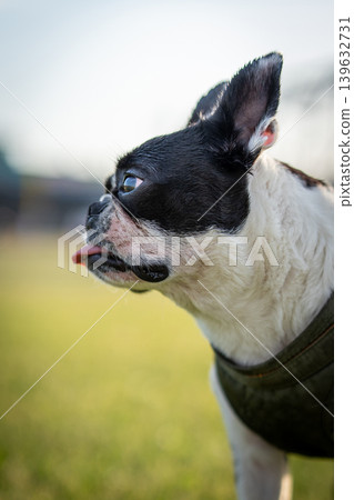 Boston Terrier Boston Terrier 139632731