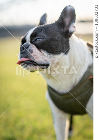 Boston Terrier Boston Terrier 139632733