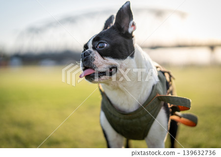 Boston Terrier Boston Terrier 139632736