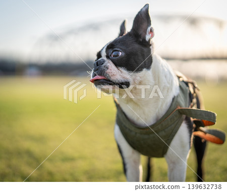 Boston Terrier Boston Terrier 139632738