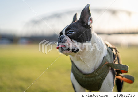 Boston Terrier Boston Terrier 139632739