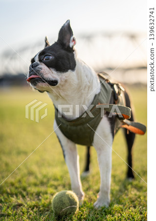 Boston Terrier Boston Terrier 139632741