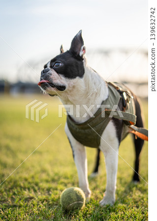 Boston Terrier Boston Terrier 139632742
