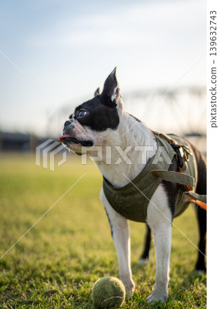 Boston Terrier Boston Terrier 139632743