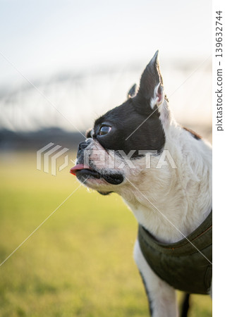 Boston Terrier Boston Terrier 139632744