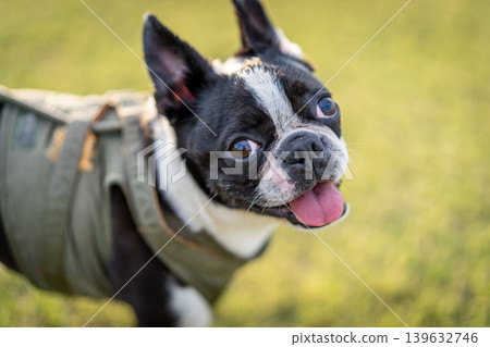 Boston Terrier 139632746