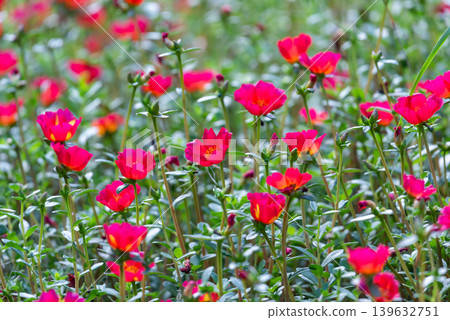Bright pink moss rose flowers blooming in garden with soft natural background and vibrant colorful petals during sunny daytime Bright pink moss rose flowers blooming in garden with soft natural background and vibrant colorful petals during sunny daytime 139632751