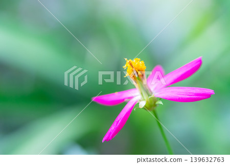Macro closeup of pink wildflower with yellow pollen and soft green bokeh background in natural garden light showing delicate petals and fresh spring nature beauty Macro closeup of pink wildflower with yellow pollen and soft green bokeh background in natural garden light showing delicate petals and fresh spring nature beauty 139632763