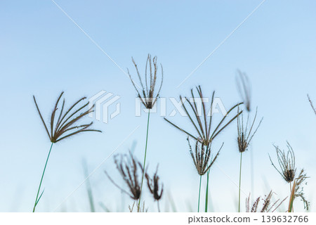 Wild grass flowers reaching upward against soft blue sky with minimal natural background showing calm countryside atmosphere and delicate meadow beauty Wild grass flowers reaching upward against soft blue sky with minimal natural background showing calm countryside atmosphere and delicate meadow beauty 139632766