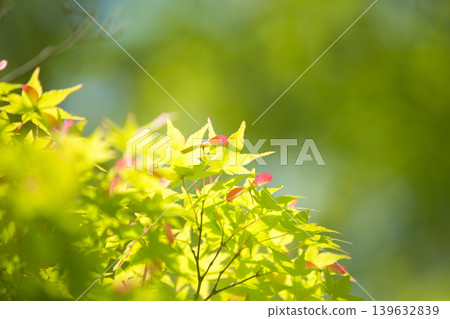 Trees and flowers of early spring Trees and flowers of early spring 139632839