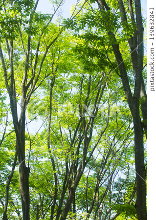 Trees and flowers of early spring Trees and flowers of early spring 139632841