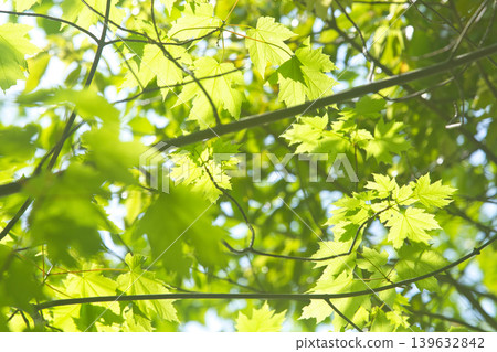 Trees and flowers of early spring Trees and flowers of early spring 139632842