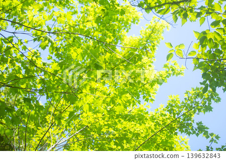 Trees and flowers of early spring Trees and flowers of early spring 139632843