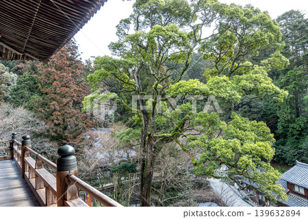 A panoramic view of the vibrant green giant trees and temple grounds from the stage of the Mani-den hall at Shoshazan Engyo-ji Temple (Himeji City, Hyogo Prefecture). A panoramic view of the vibrant green giant trees and temple grounds from the stage of the Mani-den hall at Shoshazan Engyo-ji Temple (Himeji City, Hyogo Prefecture). 139632894