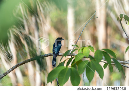 Greater racket tailed drongo perched on tree branch in tropical forest surrounded by green leaves with natural wildlife habitat and soft background blur 139632986