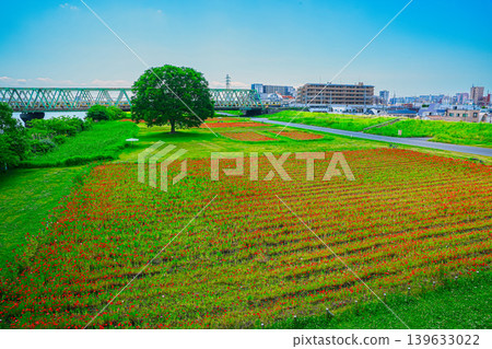 A landscape with red poppies in early summer A landscape with red poppies in early summer 139633022