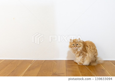 A tabby cat sitting on the floor, staring at me. A tabby cat sitting on the floor, staring at me. 139633094