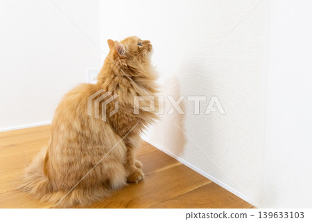A tabby cat staring at a white wall 139633103