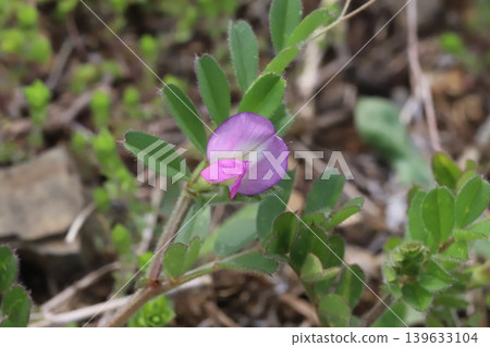 Pink vetch (Vicia cracca) flowers blooming in a spring field. 139633104