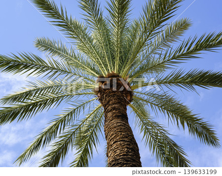 beautiful palm tree and blue sky background 139633199