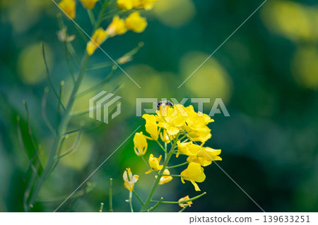 蜜蜂收穫油菜花 蜜蜂收穫油菜花 139633251