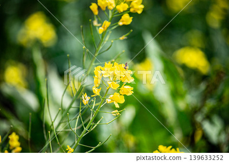 強姦開花發光在藍天 強姦開花發光在藍天 139633252