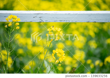 木製長椅和黃油菜花 木製長椅和黃油菜花 139633256