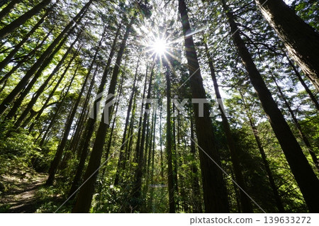 葛城山公園山腳下步道的景色 139633272