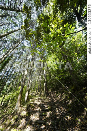葛城山公園山腳下步道的景色 葛城山公園山腳下步道的景色 139633276