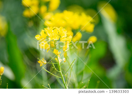 Landscape with rape blossoms Landscape with rape blossoms 139633303