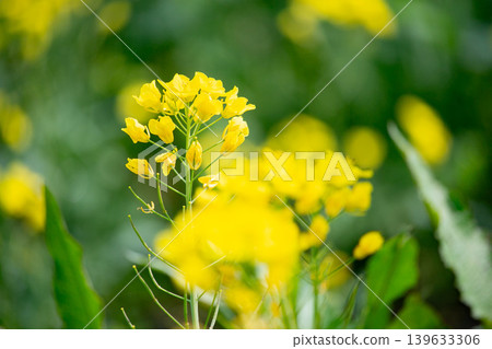 閃耀在春光中的油菜花 閃耀在春光中的油菜花 139633306