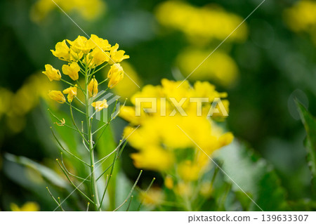 閃耀在春光中的油菜花 閃耀在春光中的油菜花 139633307