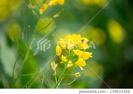閃耀在春光中的油菜花 閃耀在春光中的油菜花 139633308