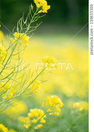 閃耀在春光中的油菜花 閃耀在春光中的油菜花 139633309