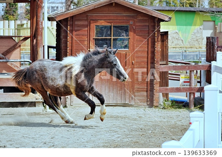 東武動物園的駿馬奔騰 東武動物園的駿馬奔騰 139633369