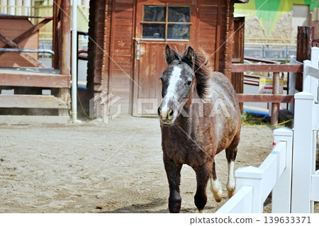 Horses galloping at Tobu Zoo 139633371