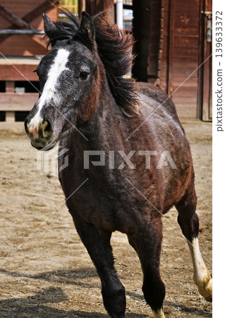 Horses galloping at Tobu Zoo 139633372