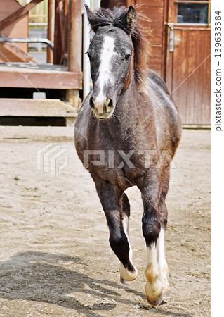 Horses galloping at Tobu Zoo Horses galloping at Tobu Zoo 139633384