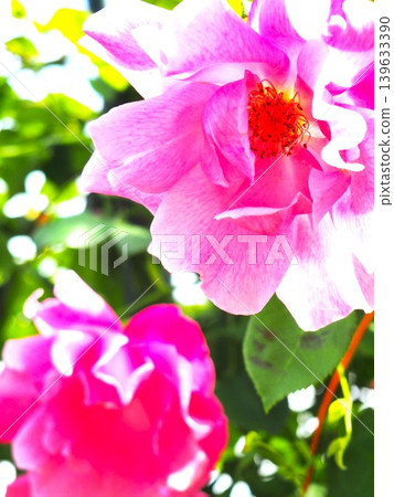 Beautiful pink roses Beautiful pink roses 139633390
