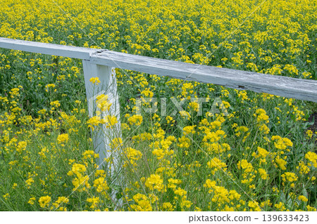 Wooden bench and yellow rapeseed flowers Wooden bench and yellow rapeseed flowers 139633423