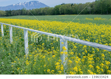 Bee honey sucking honey from rape blossoms 139633424