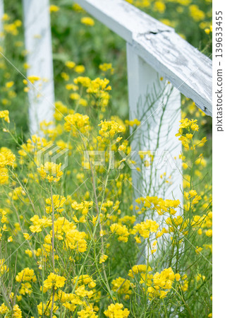 Canola flowers shining in spring light Canola flowers shining in spring light 139633455